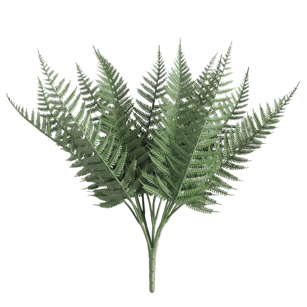 Bracken fern 1
