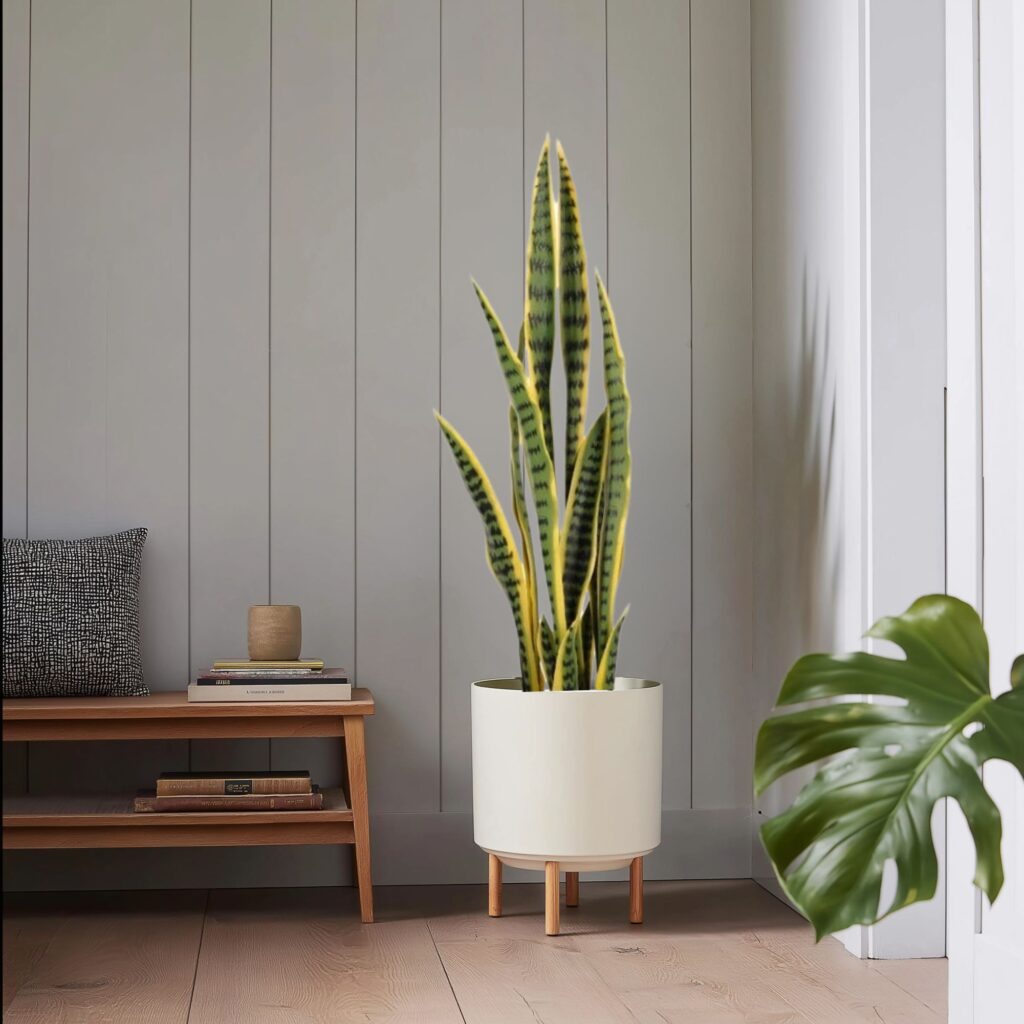 Sansevieria Interior 1 1