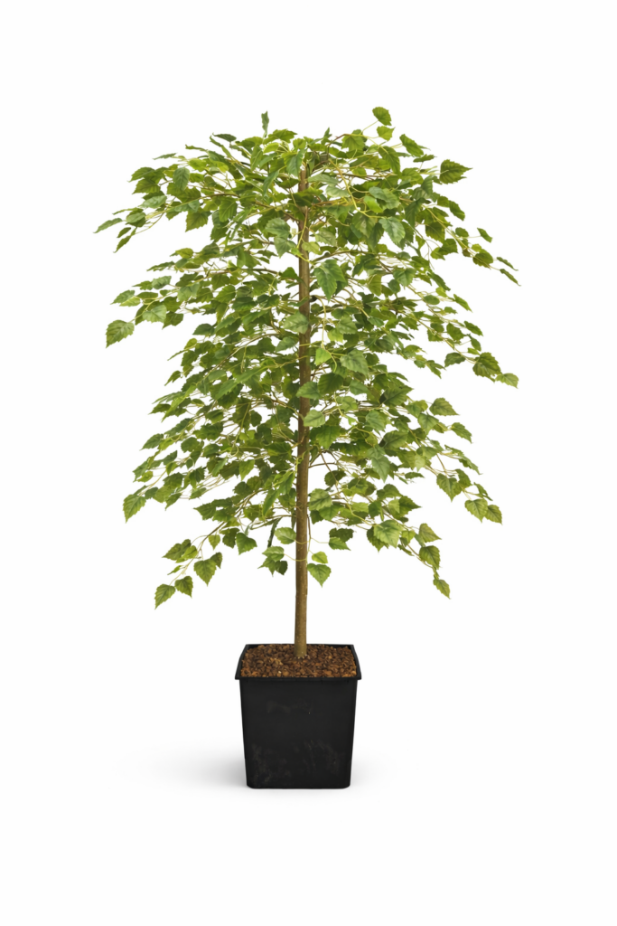 150cm sing stem birch tree