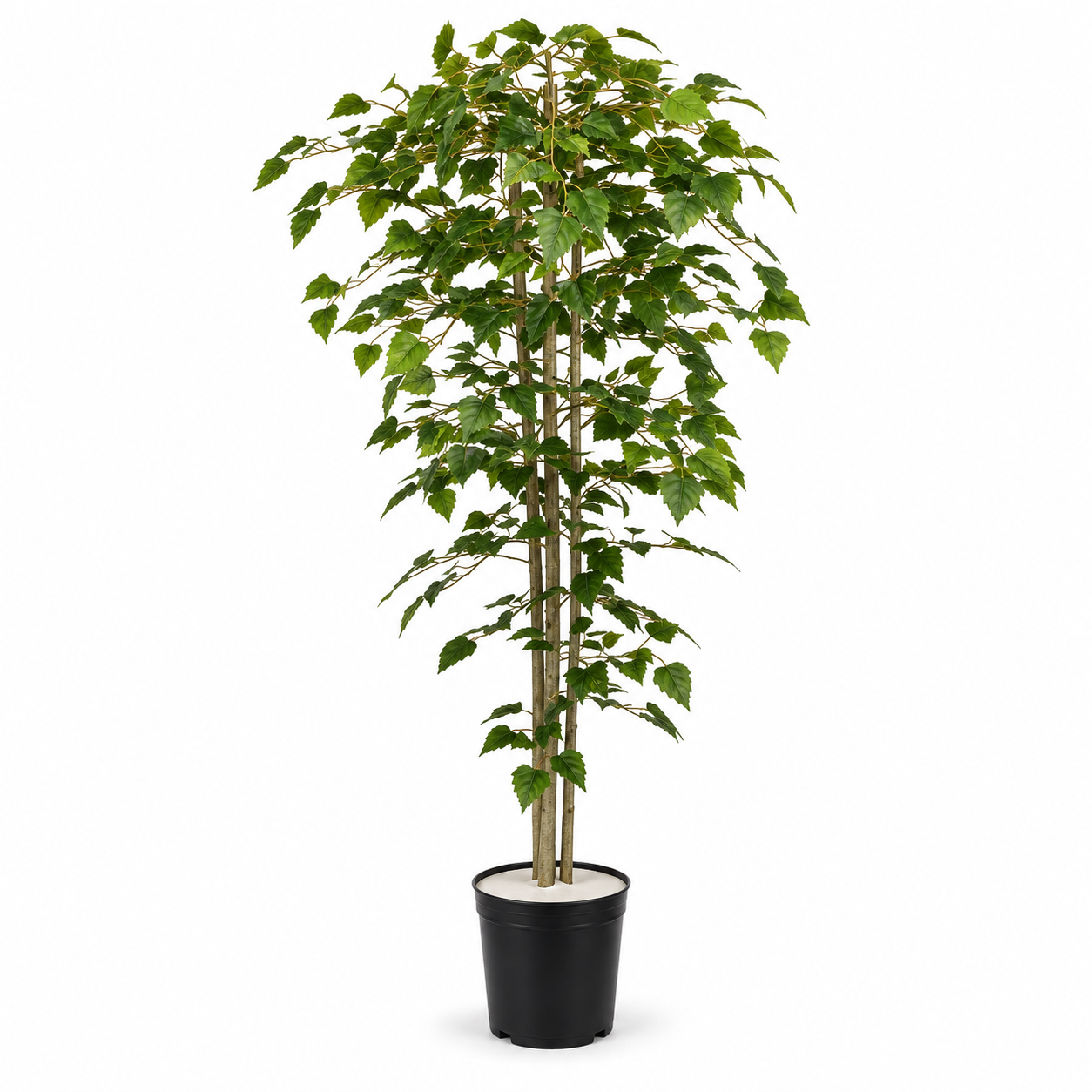 Artificial Silver Birch Tree 150cm Artificial Silver Birch Tree in black travel pot