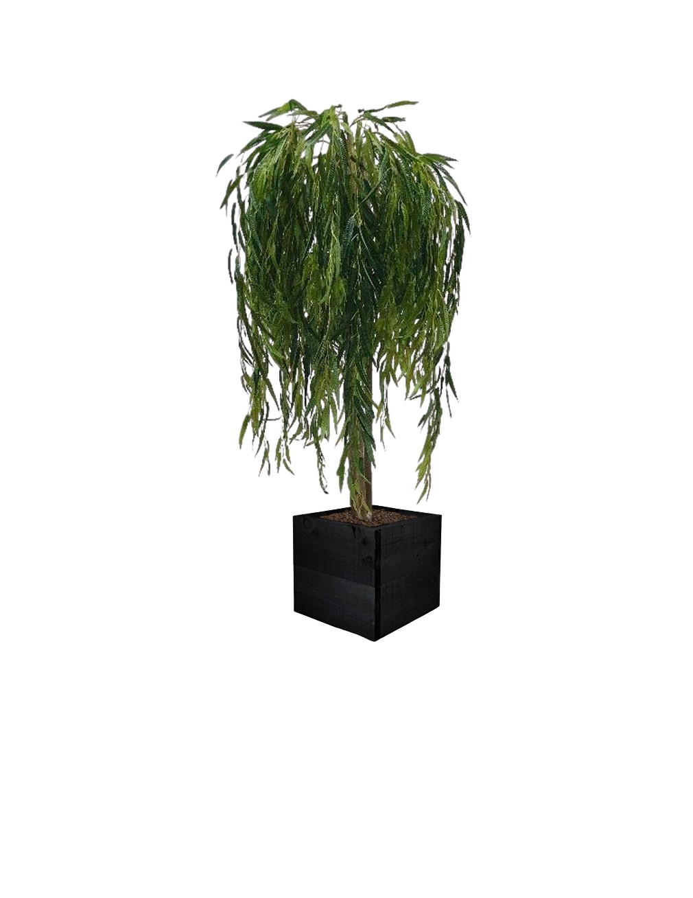 willow timber square