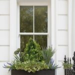 Topiary Window Box Buxus Topiary Amethyst Window Box 50cm - Evergreen Direct