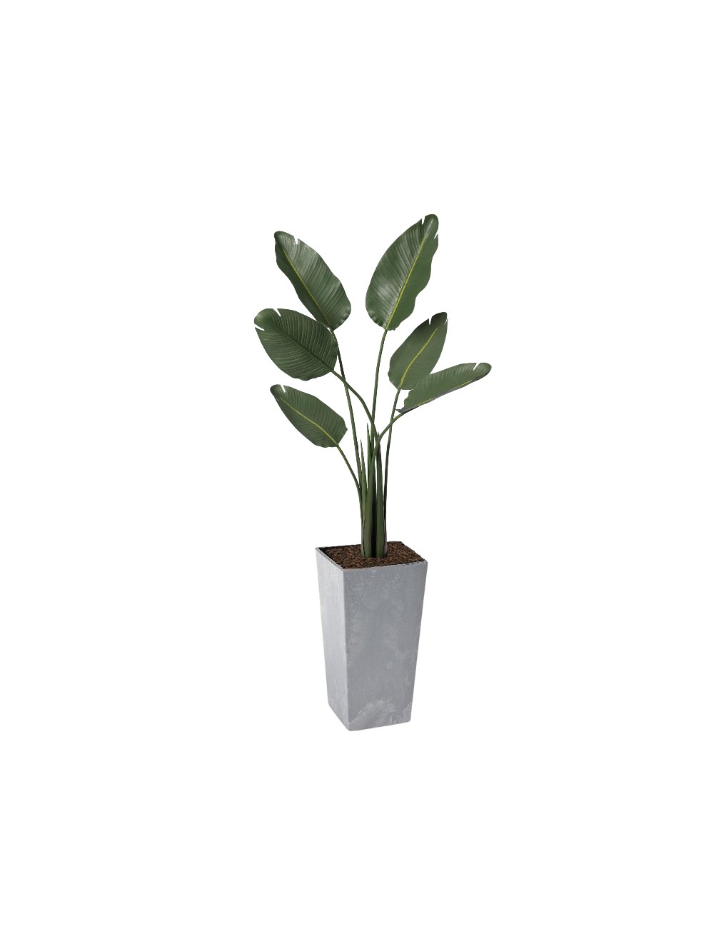 uv banana concrete cubico