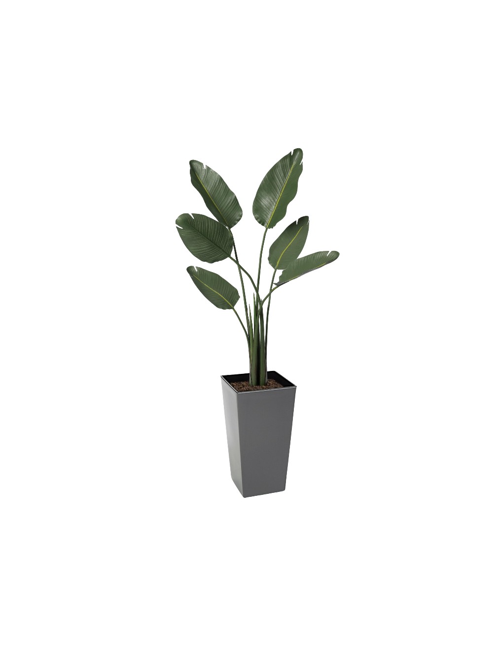 uv banana grey cubico