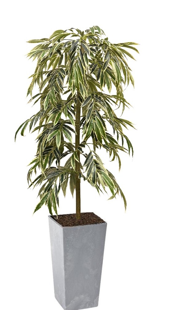 Alii Concrete cubico