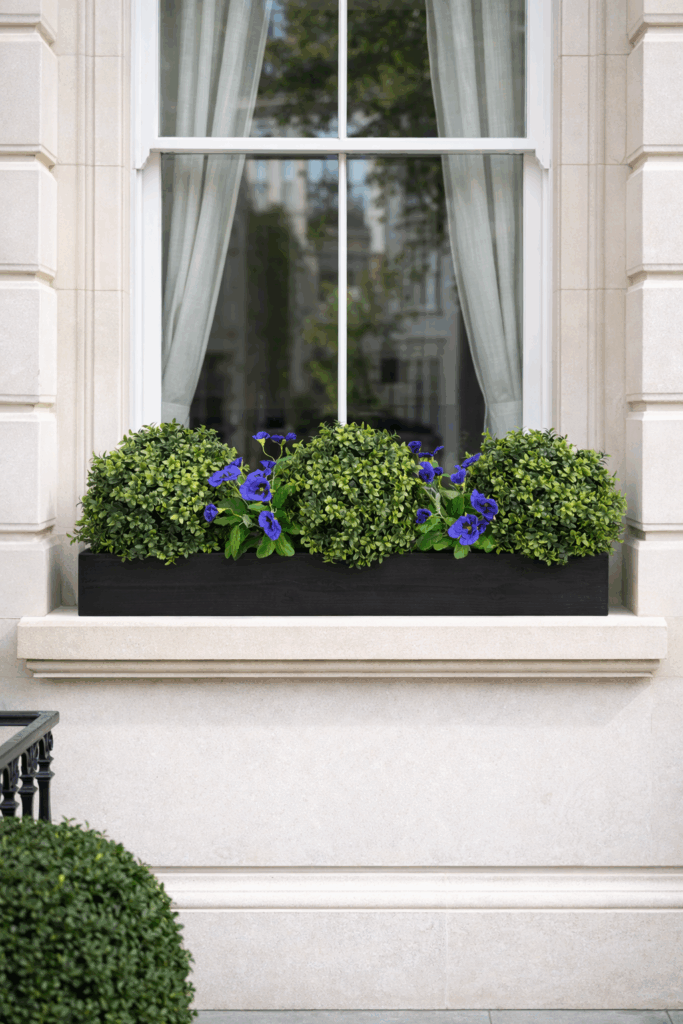 Buxus Pansy Prestige Window Box purple In situ