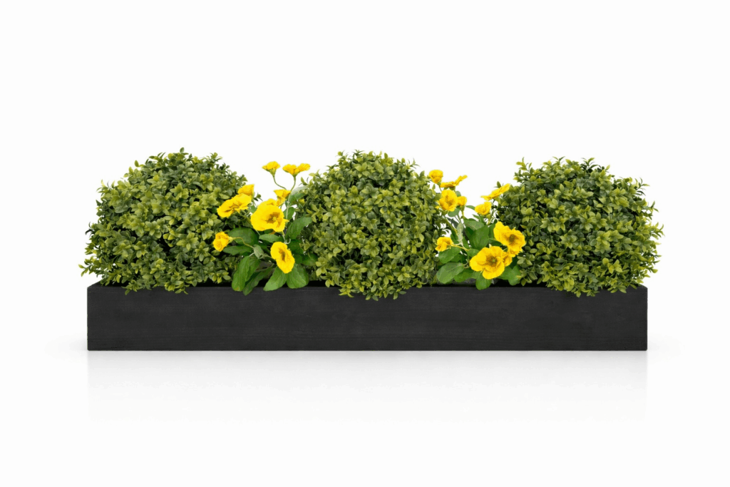 Buxus Pansy Prestige Window Box yellow