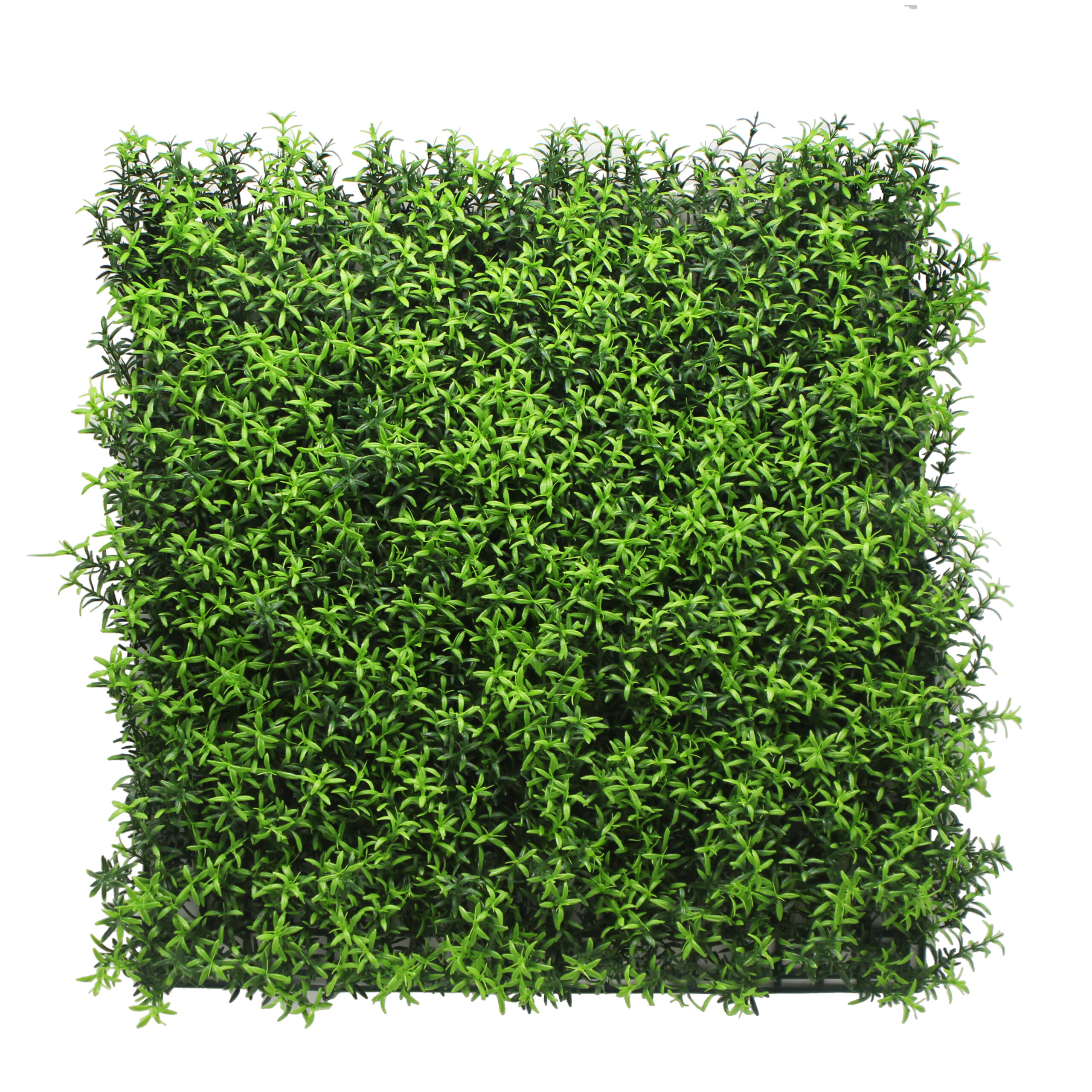 Rosemary Hedge