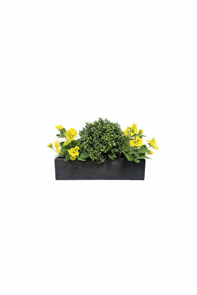 buxus and pansy 50cm yellow
