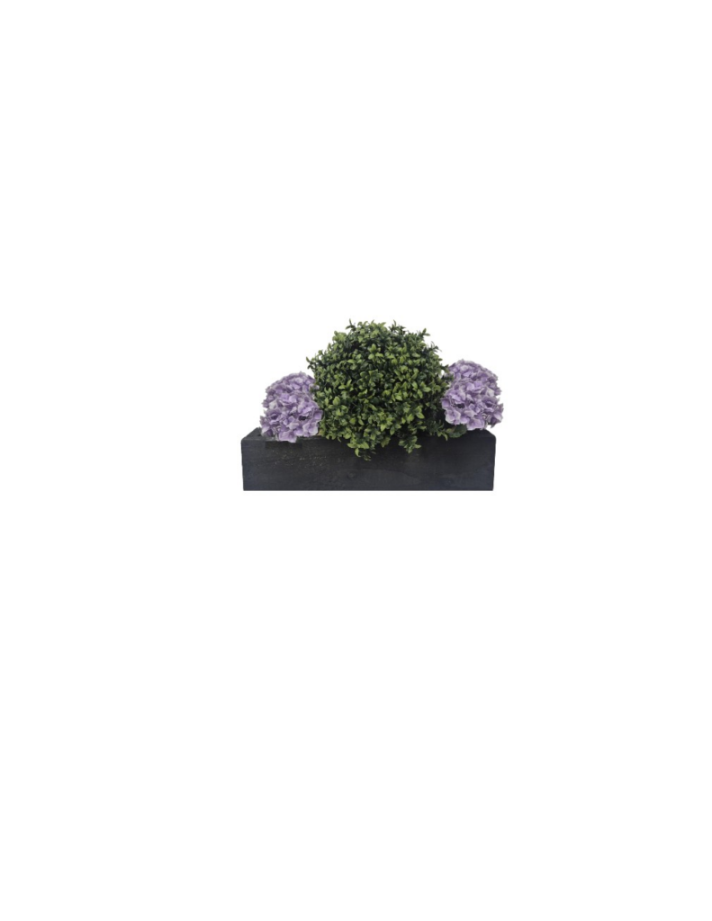buxus bloom 50cm purple