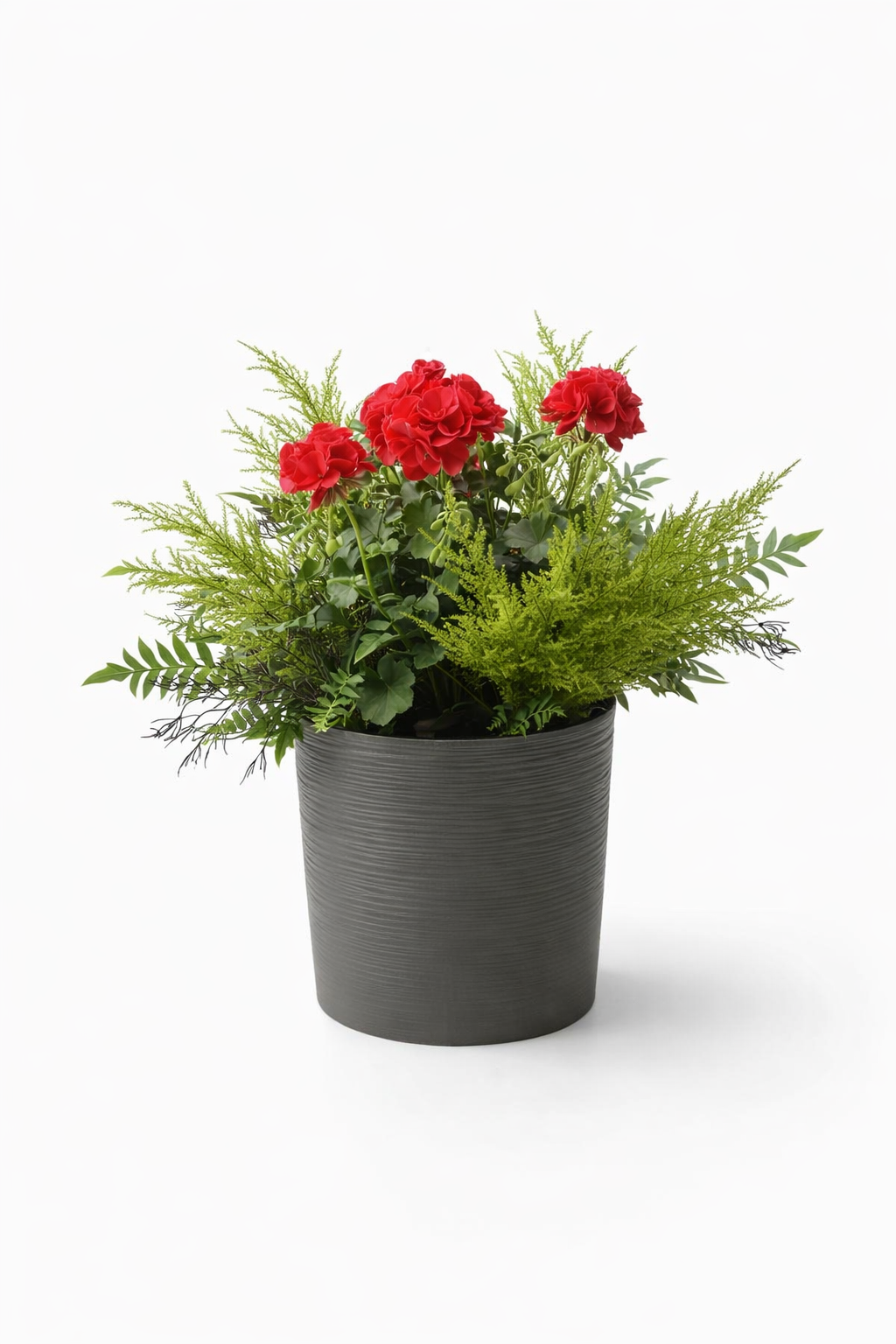 red geranium flower pot