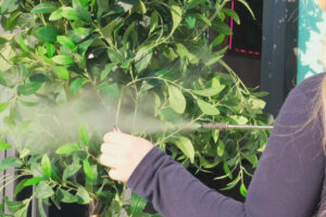 person cleaning artificial tree