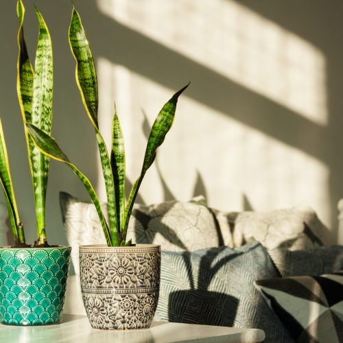 how to protect and maintain outdoor artificial plant in summer