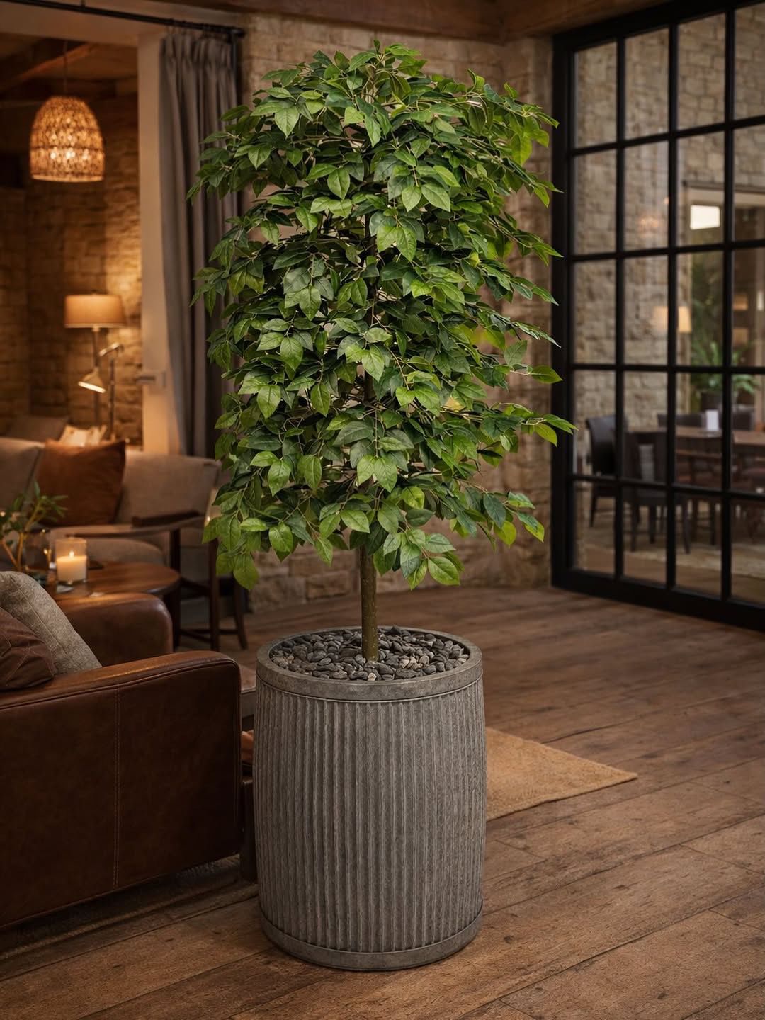 In situ 210cm Luxe Ficus tree