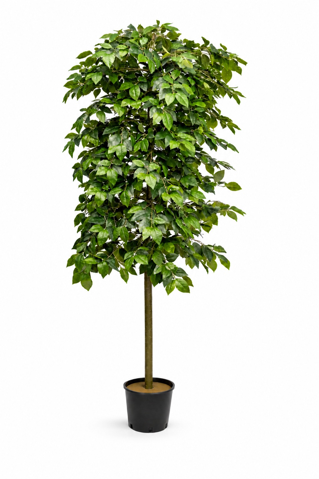 Luxe Green Ficus 210cm