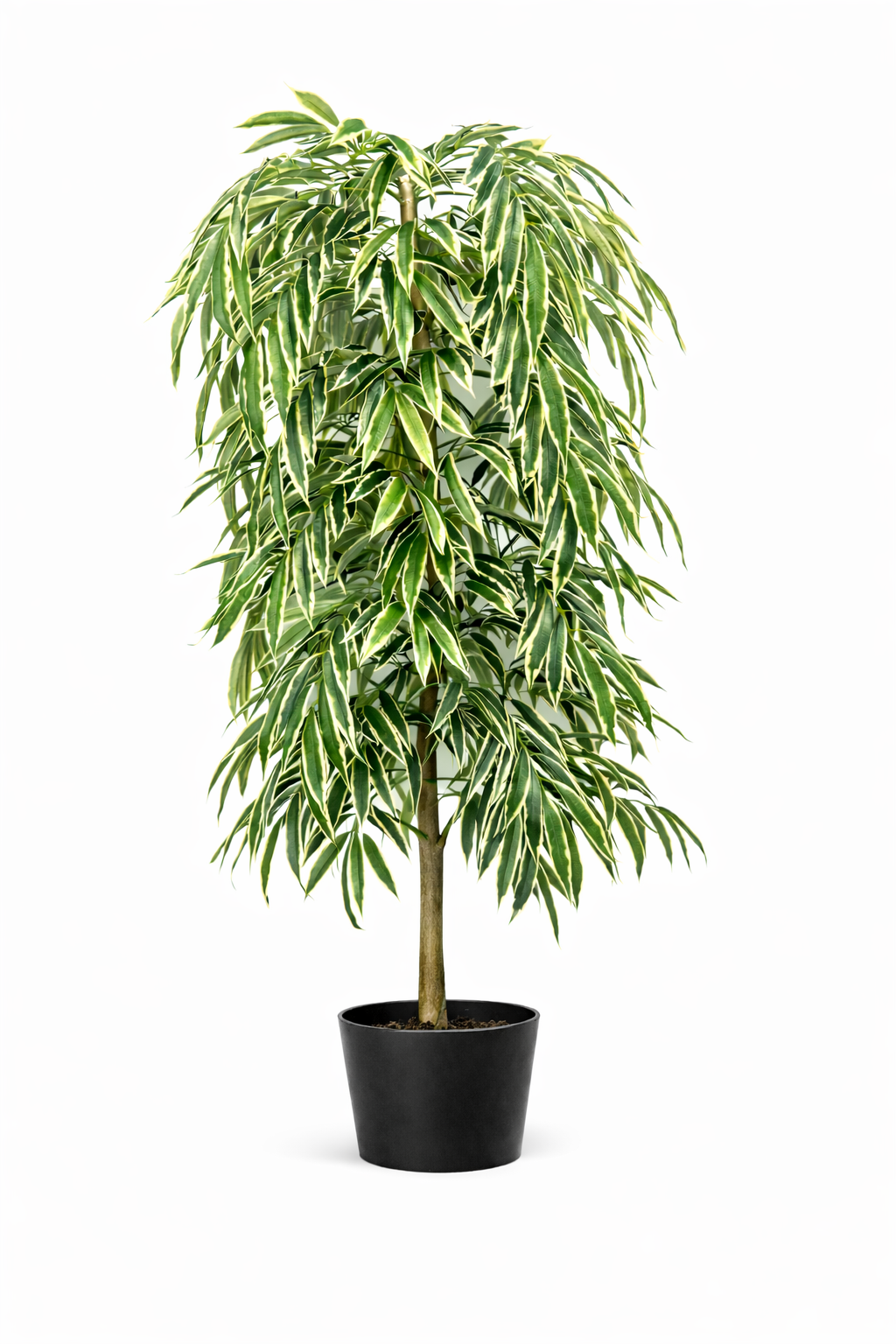 Luxe Variegated Ficus Alii (1)