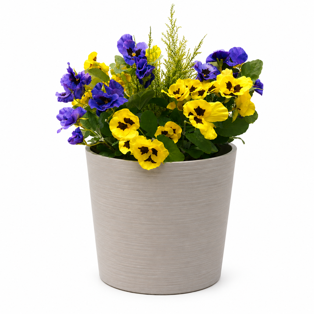 Colour Pansy plain background