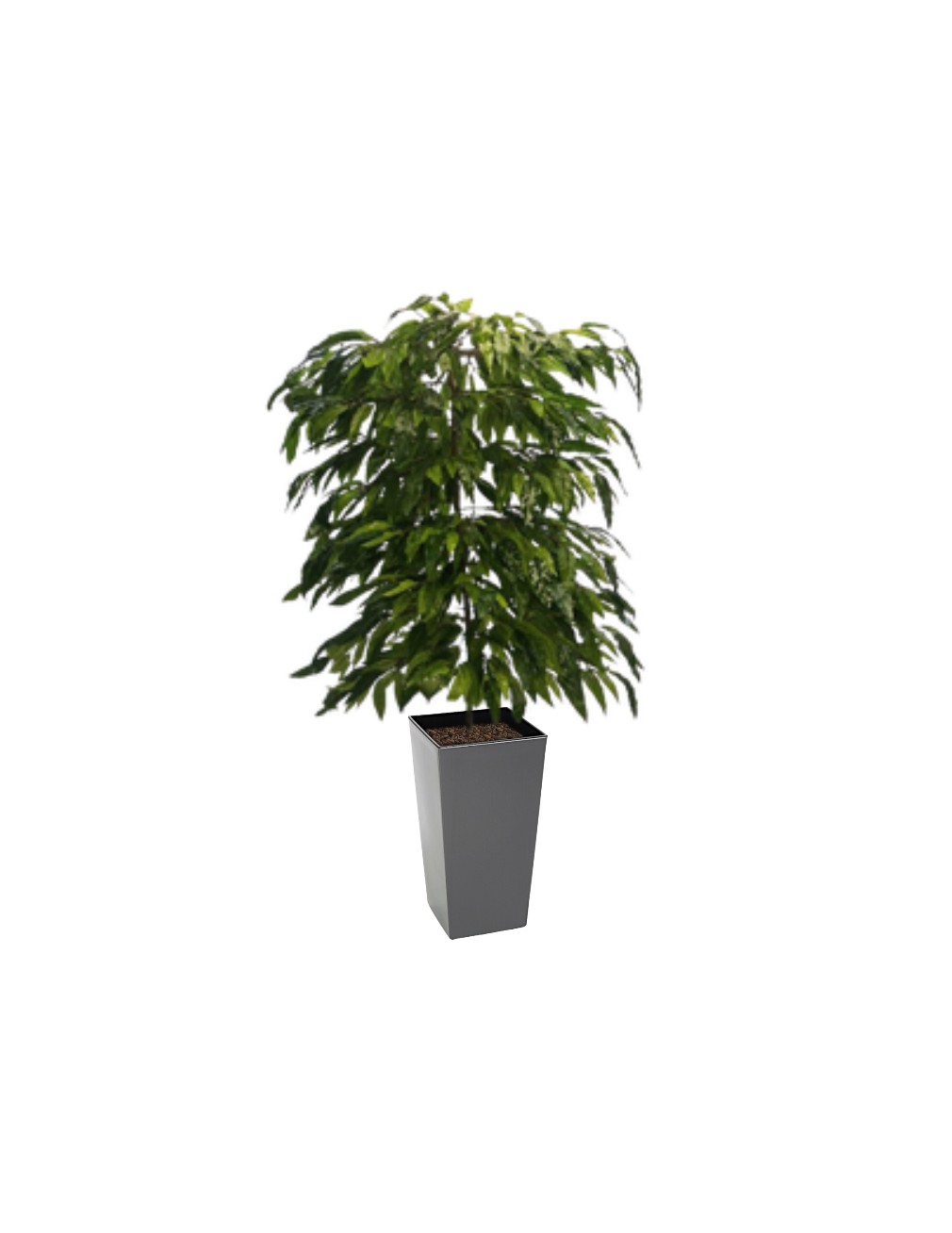 Mango Grey Cubico