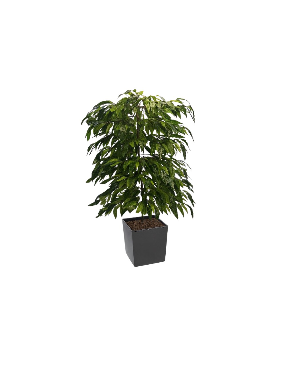 Mango Juka