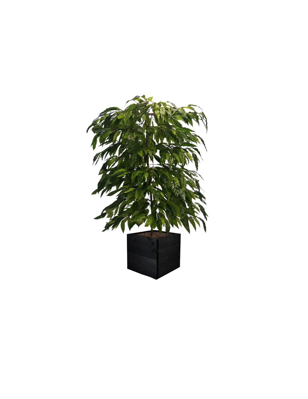 Mango Timber