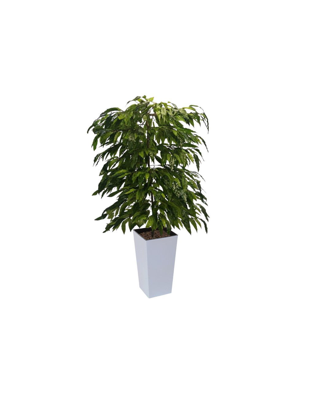 Mango White cubico