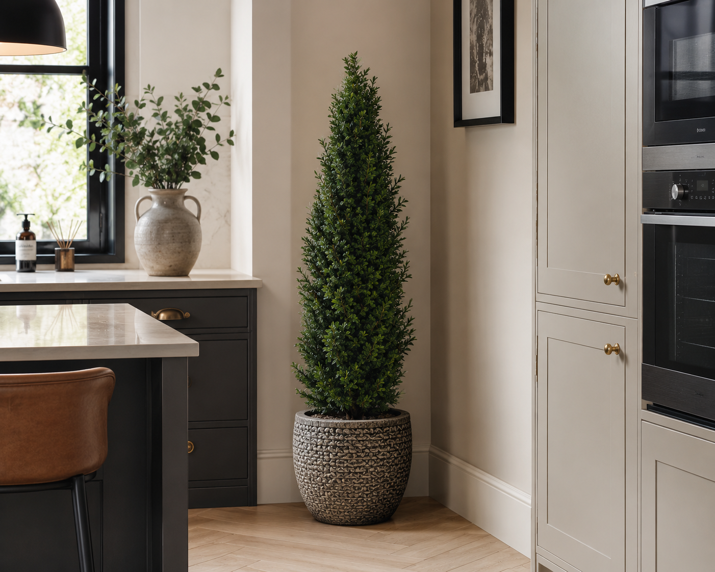 Buxus Shrub in Kitchen