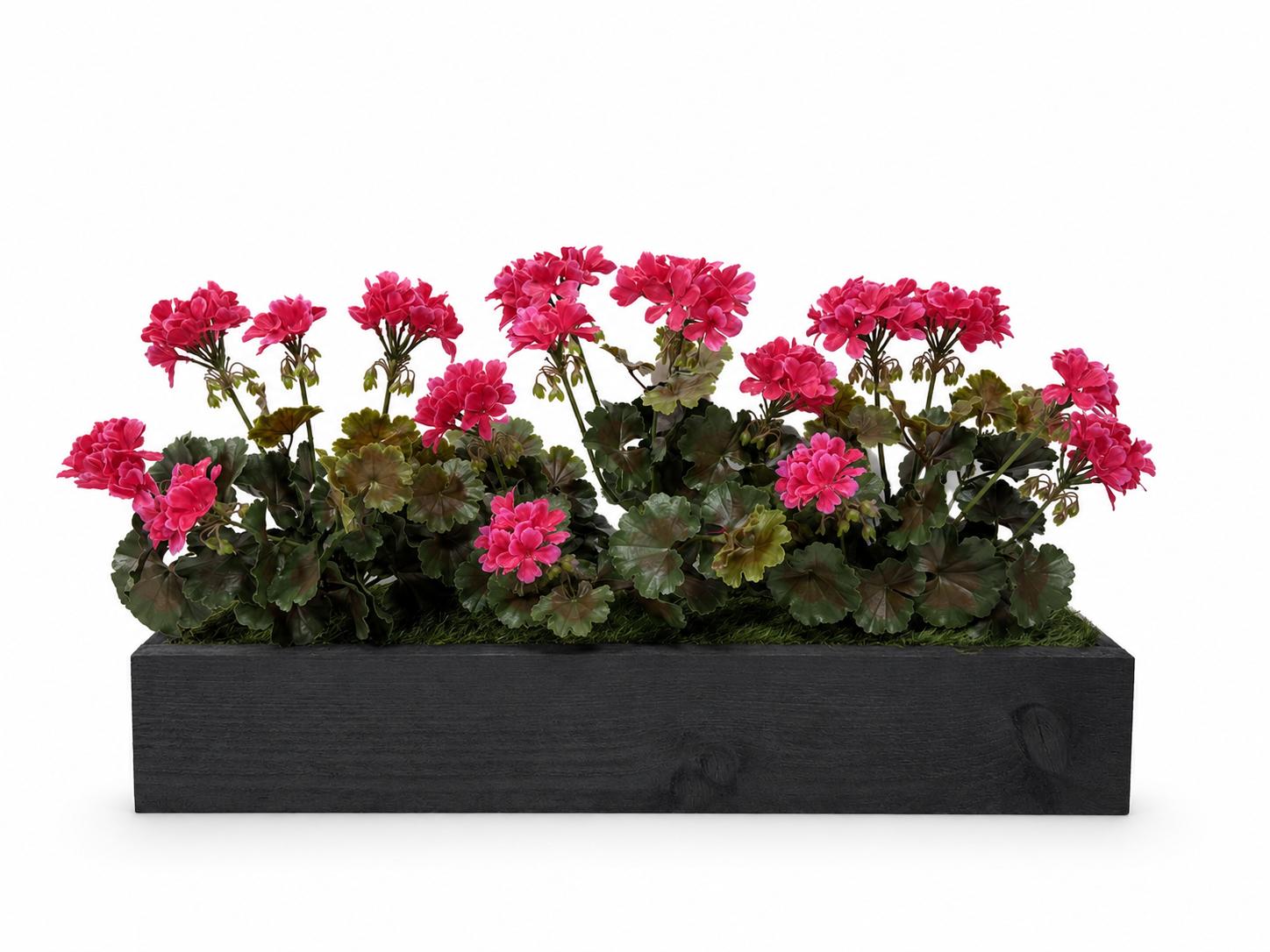 Greenhouse Geranium Flower Box Greenhouse Geranium Flower Box Pink Flowers in Black Trough