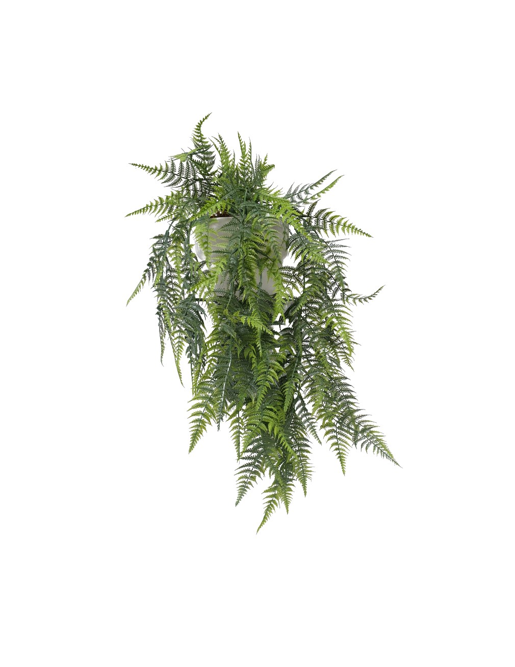 Potted Trailing Cypress