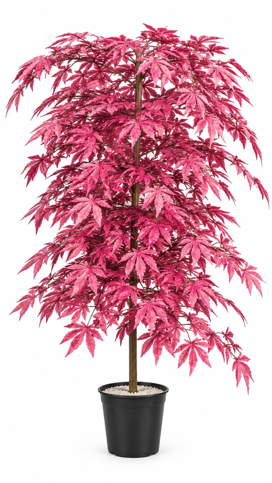 Red maple 1