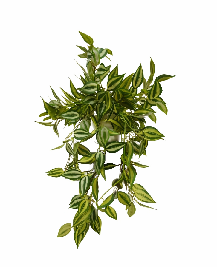 trailing zebrina trimmed